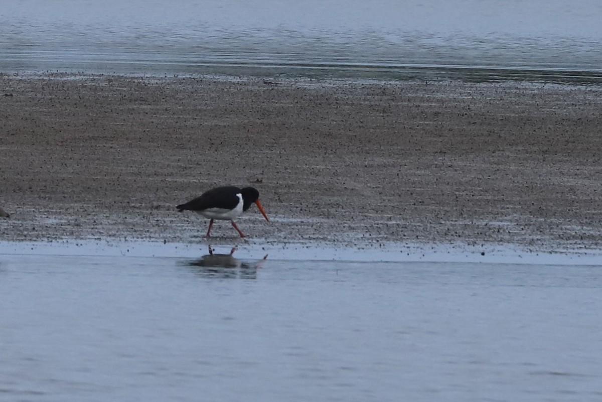 South Island Oystercatcher - ML620598450