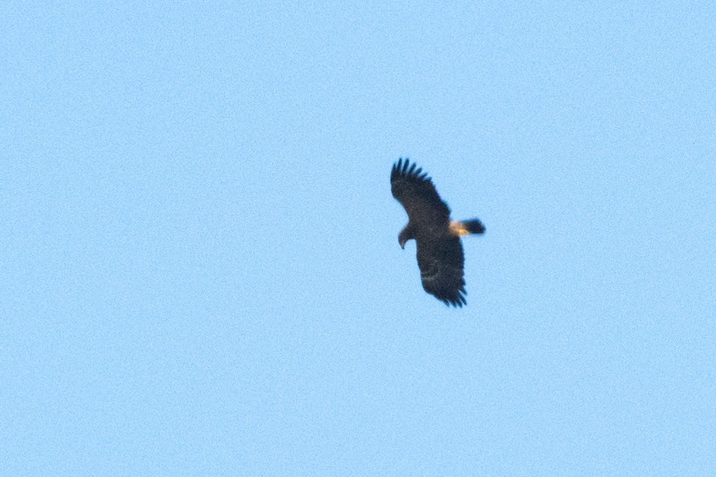 Lesser Spotted Eagle - ML620598452