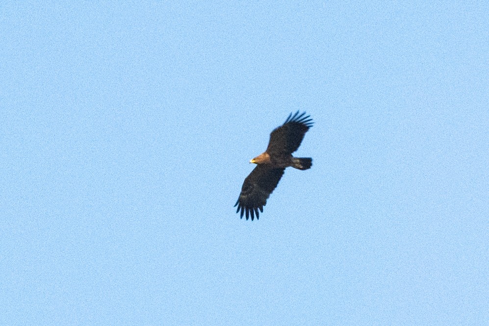 Lesser Spotted Eagle - ML620598453