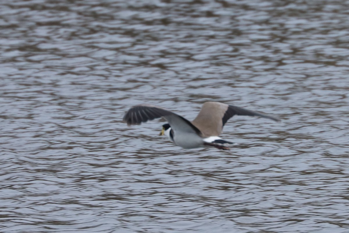 Masked Lapwing - ML620598456