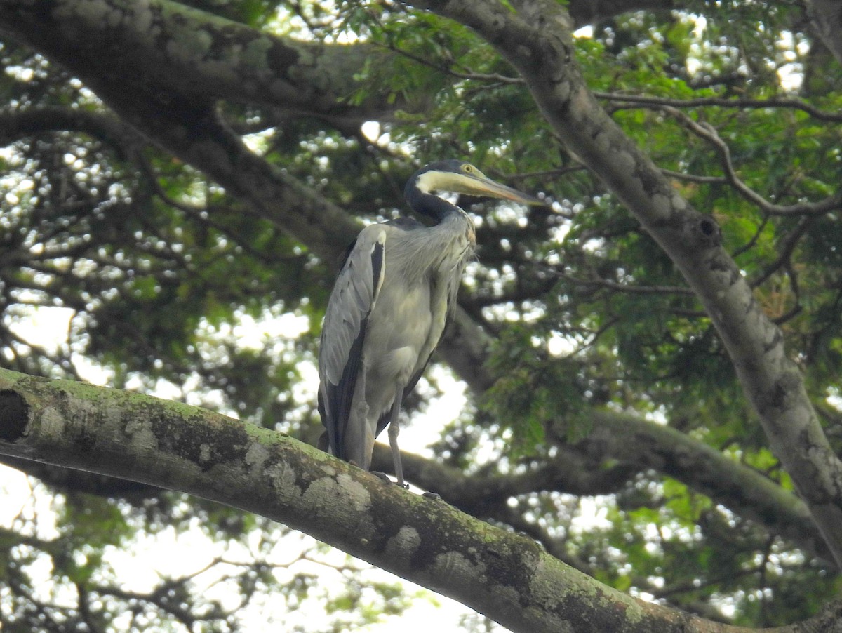 Black-headed Heron - ML620598463