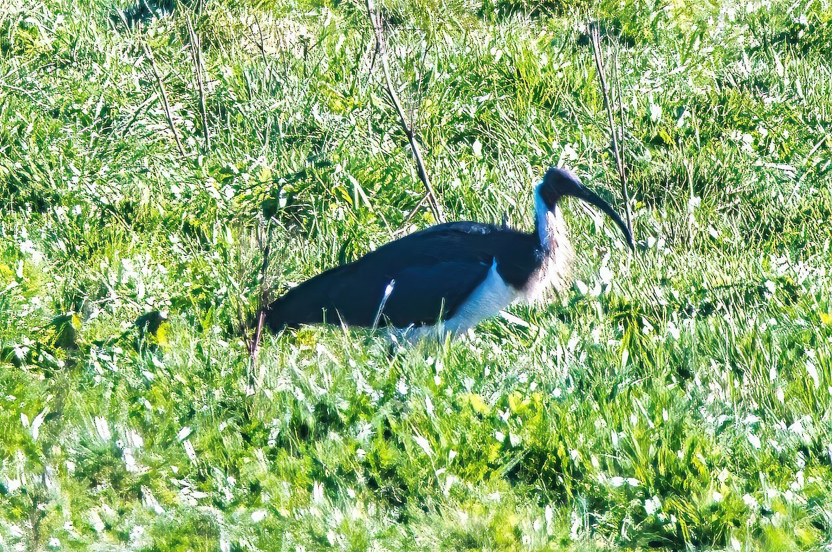 Straw-necked Ibis - ML620598464