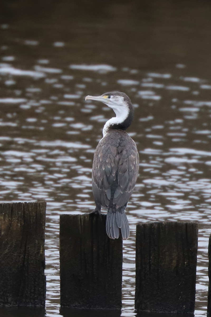 Pied Cormorant - ML620598465