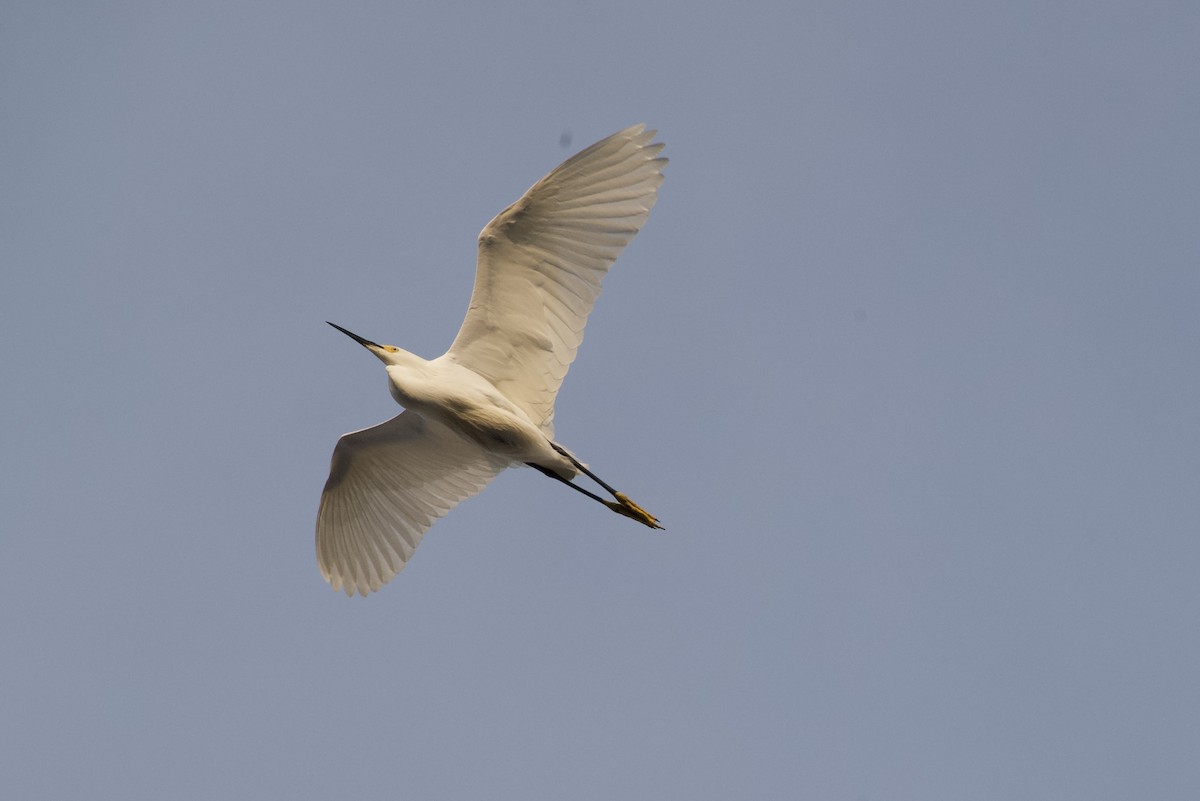 Snowy Egret - ML620598475