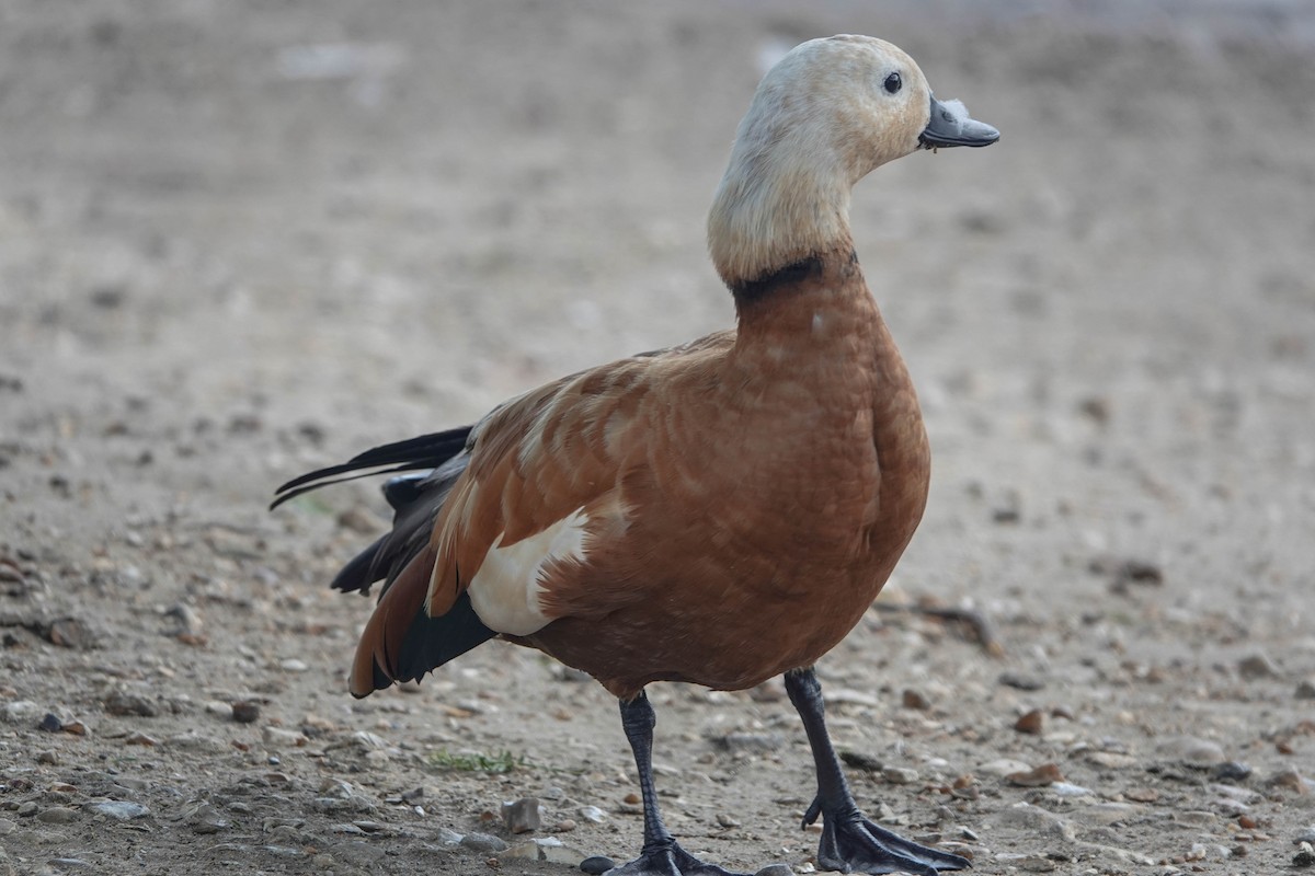 Ruddy Shelduck - ML620598478