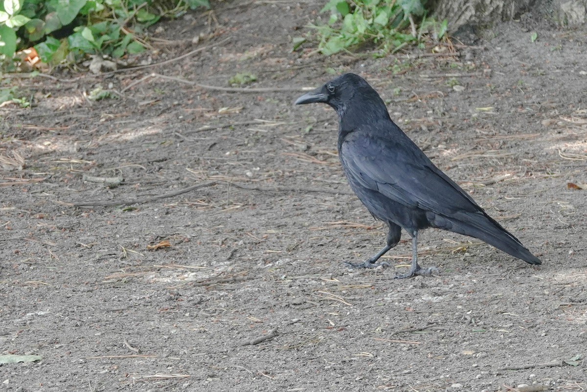 Carrion Crow - ML620598495