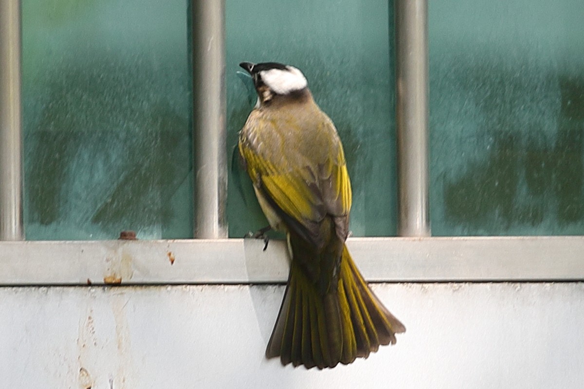 Light-vented Bulbul - ML620598499