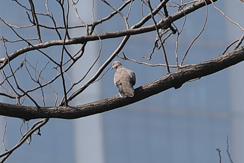 Spotted Dove - ML620598507