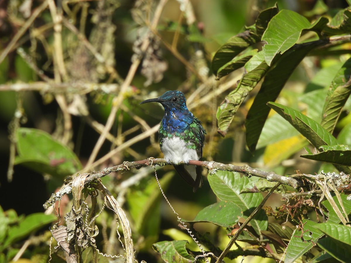 White-necked Jacobin - Daniel Suarez