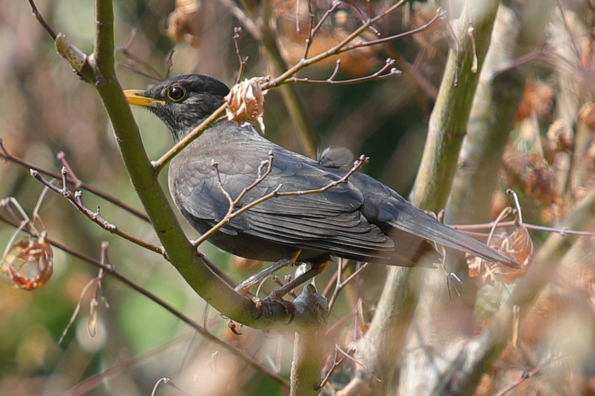 Chinese Blackbird - ML620598513