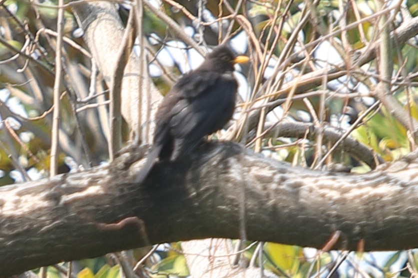 Chinese Blackbird - ML620598515