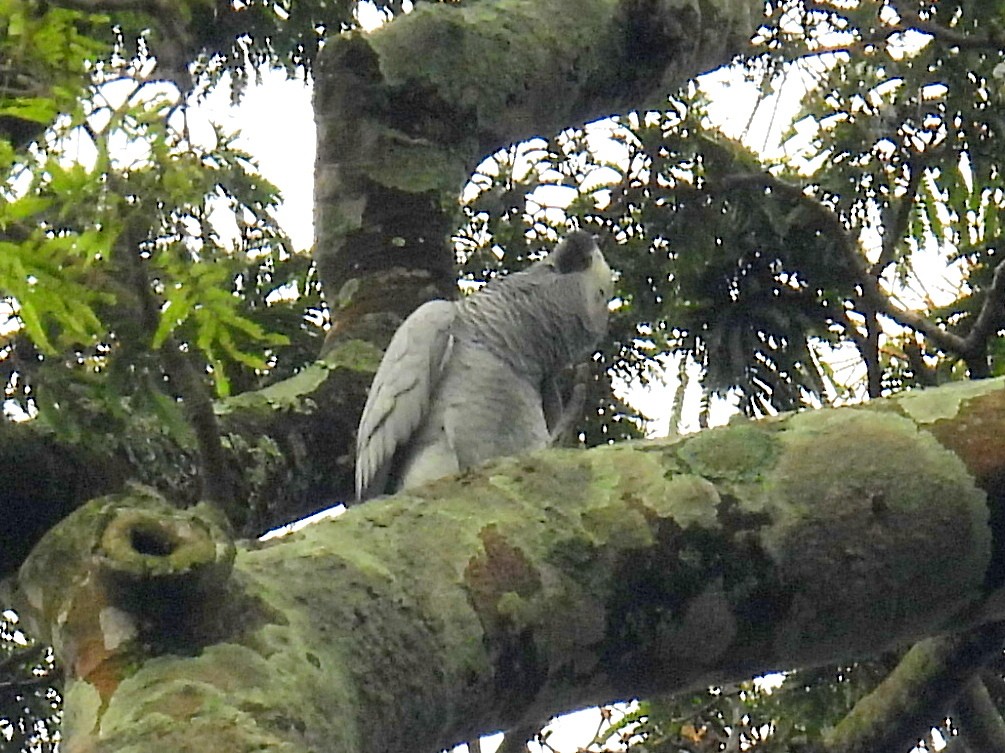 Gray Parrot (Gray) - ML620598516