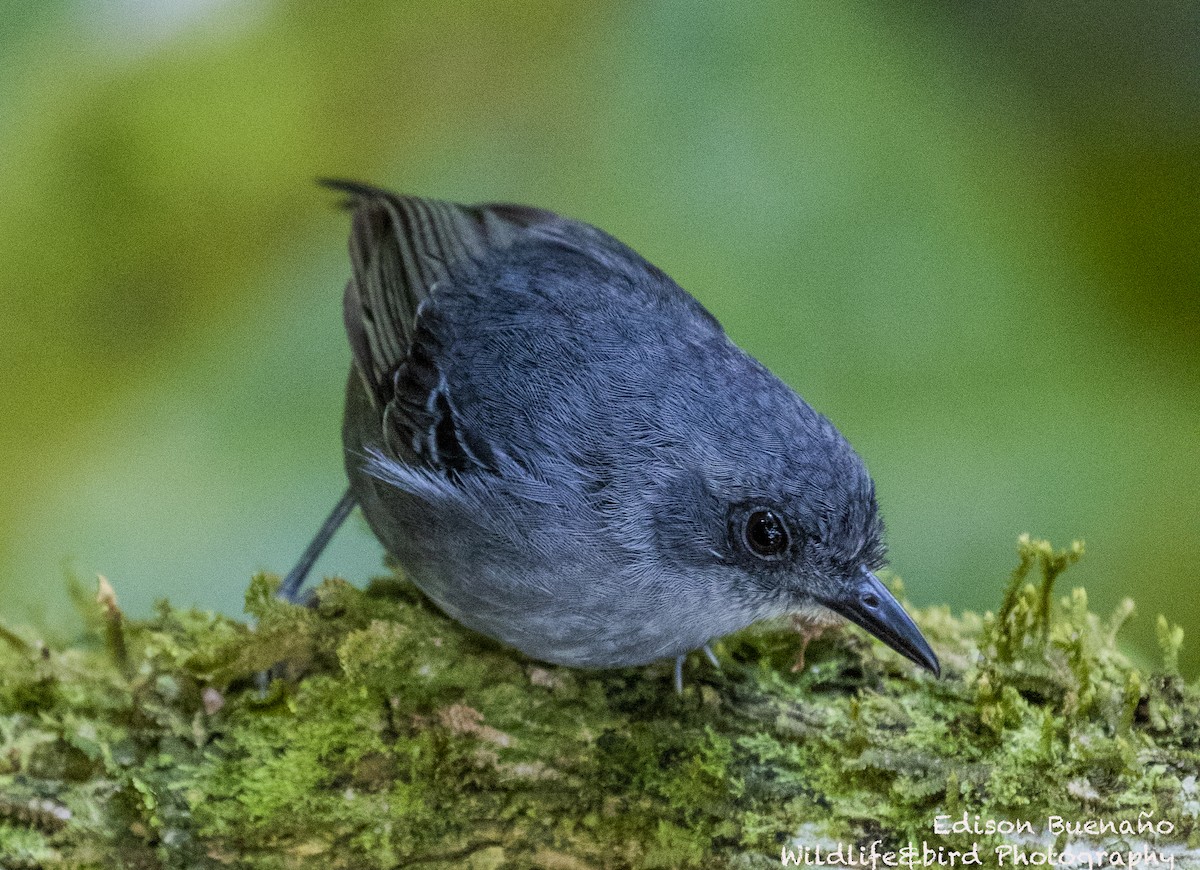 Plain Antvireo - ML620598525