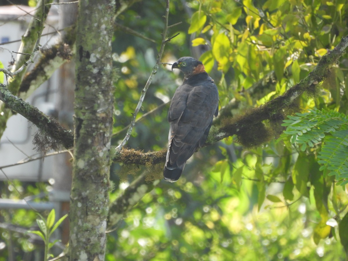 Hook-billed Kite - ML620598527