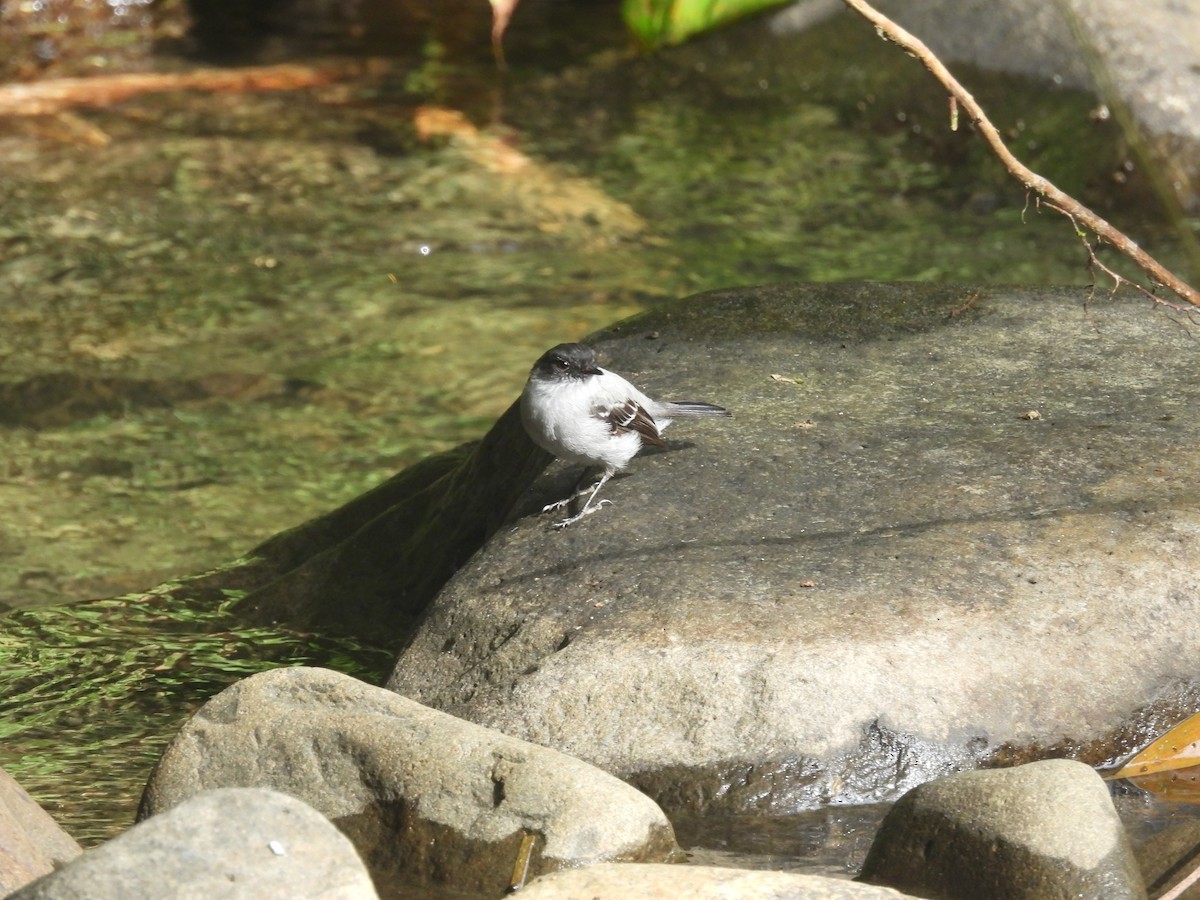 Torrent Tyrannulet - ML620598529