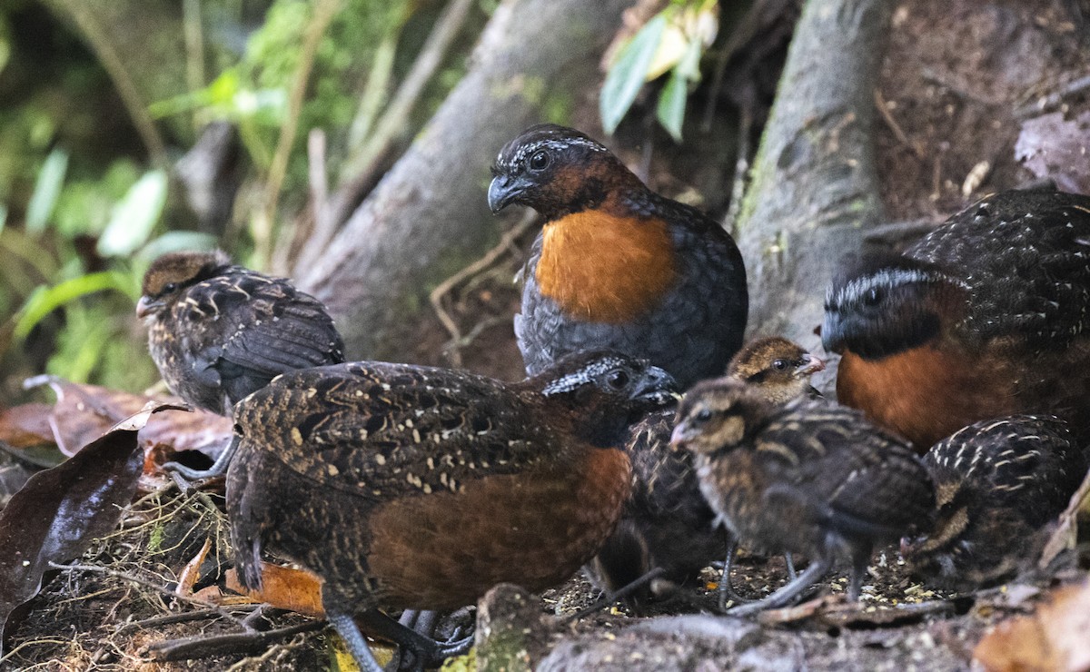 Rufous-breasted Wood-Quail - ML620598533