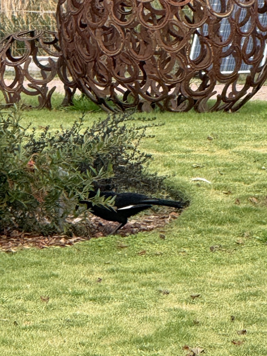 White-winged Chough - ML620598535