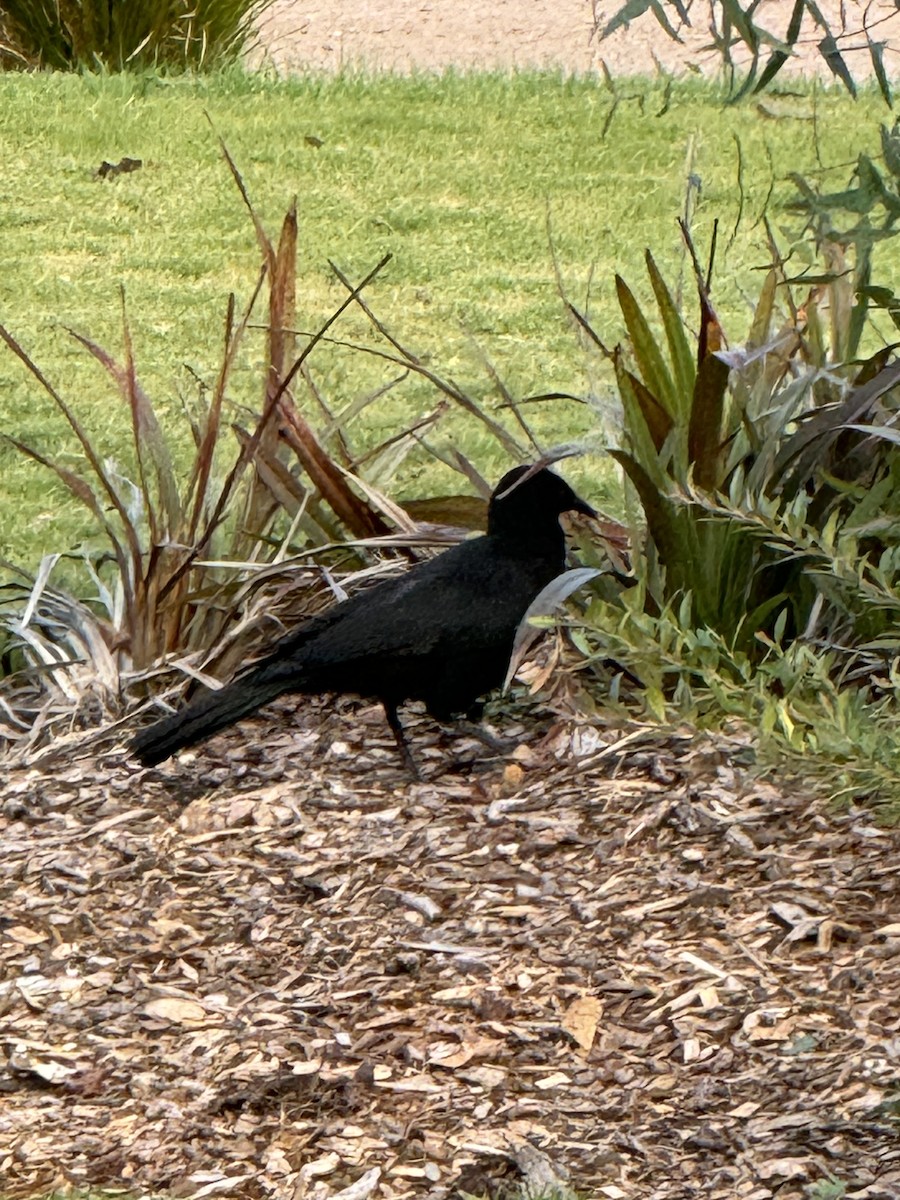 White-winged Chough - ML620598536