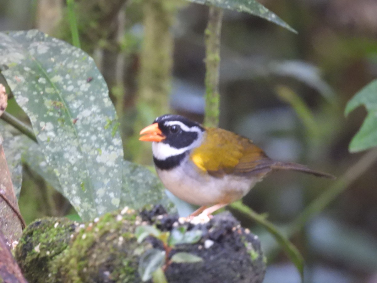 Orange-billed Sparrow - ML620598538