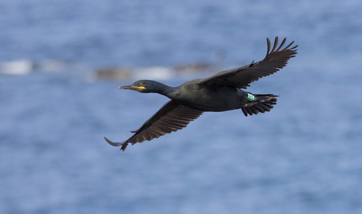 Cormorán Moñudo - ML620598541