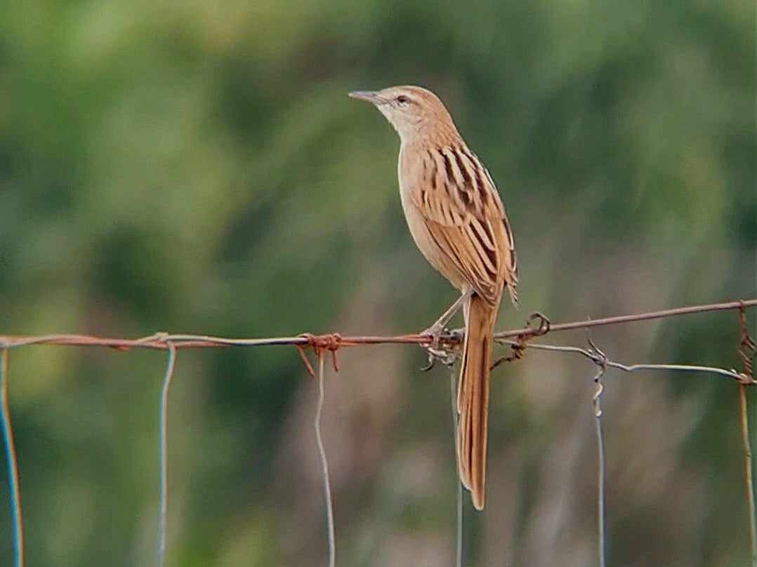 Striated Grassbird - ML620598547