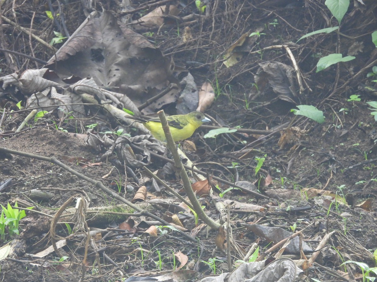 Flame-rumped Tanager - ML620598548