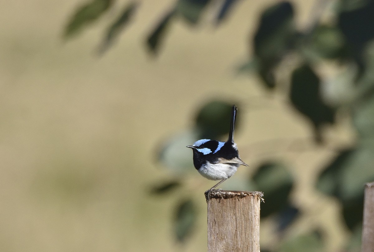 Superb Fairywren - ML620598550