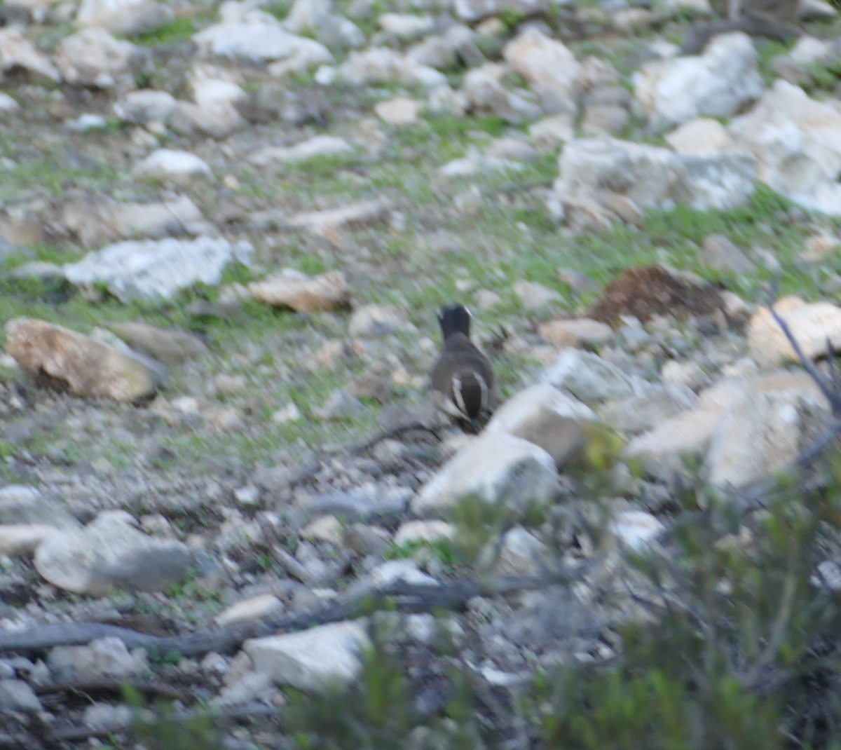 White-browed Babbler - ML620598563