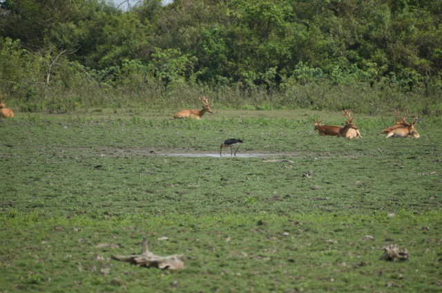 Lesser Adjutant - ML620598567