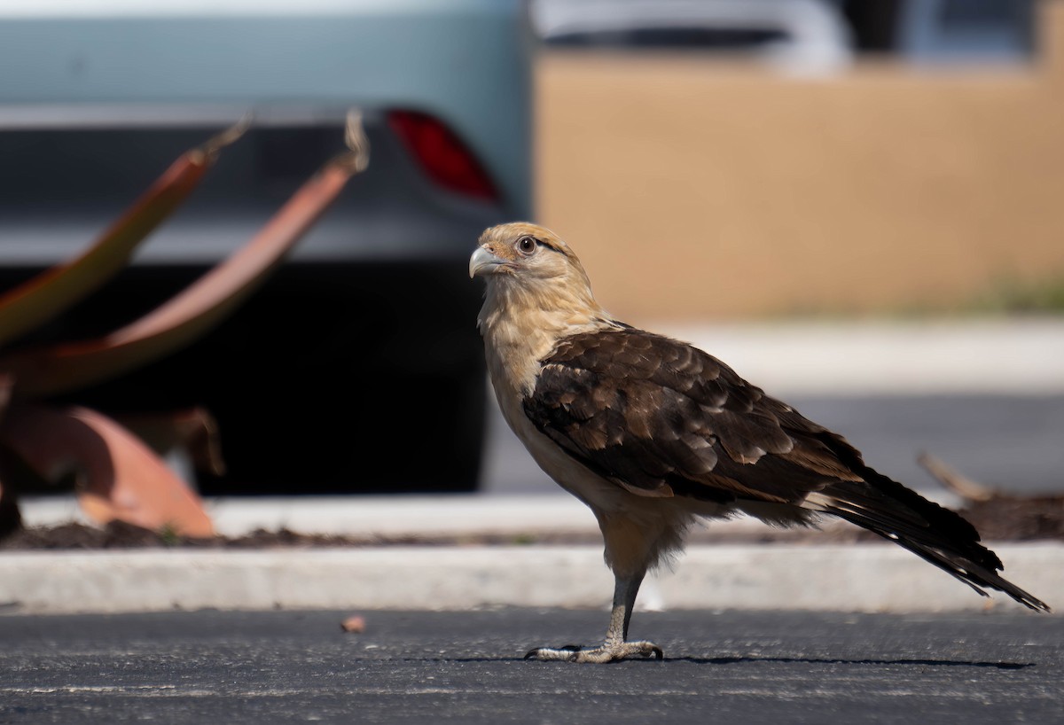 Caracara Chimachima - ML620598568