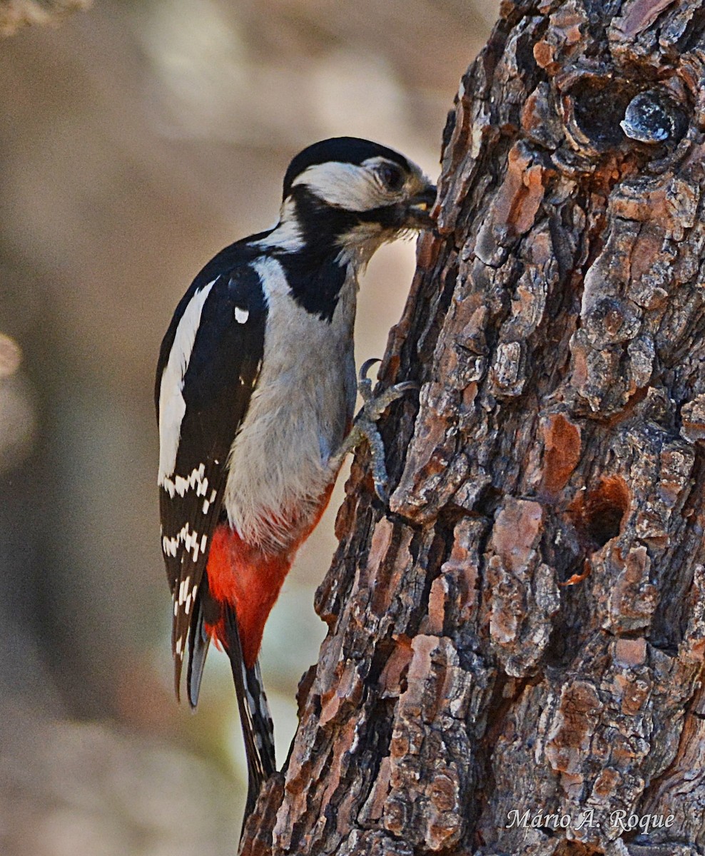Great Spotted Woodpecker - ML620598573