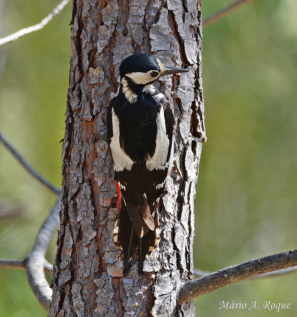 Great Spotted Woodpecker - ML620598574