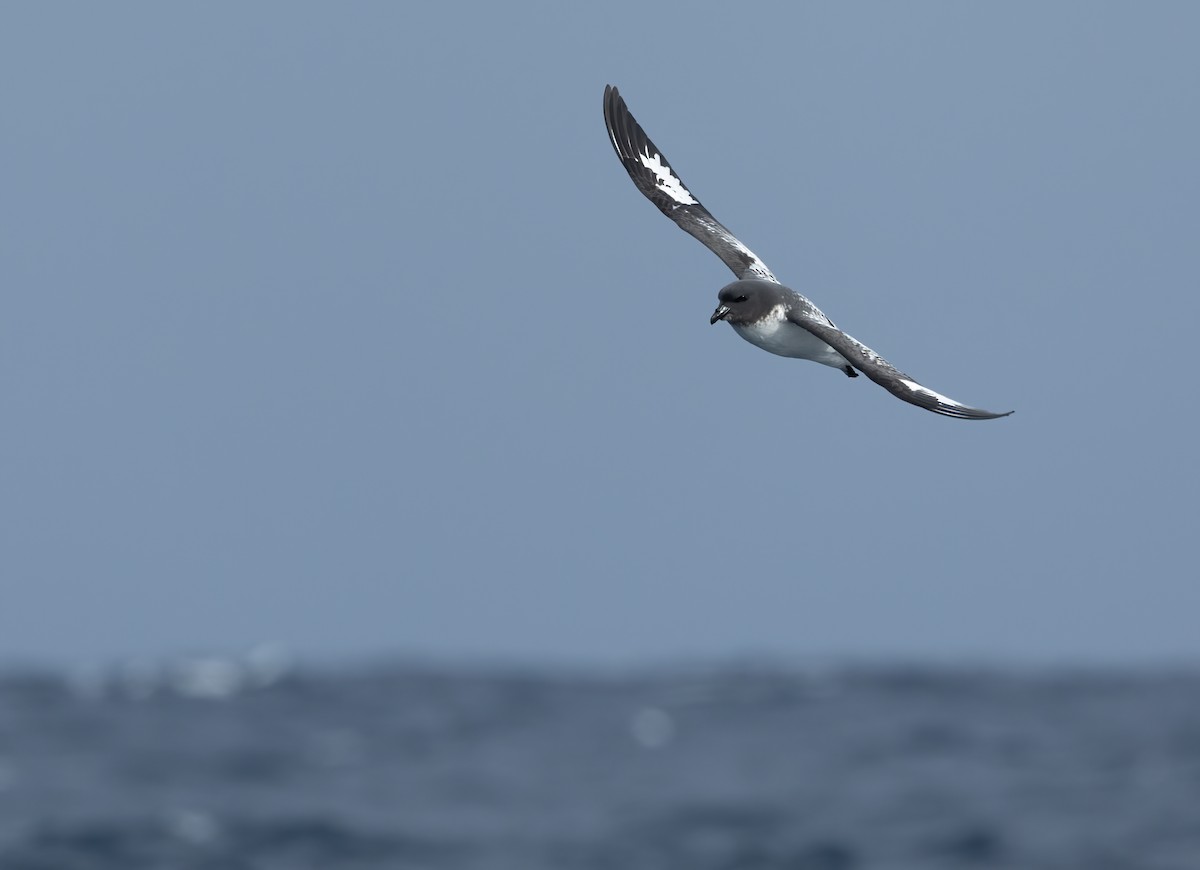 Cape Petrel - ML620598595