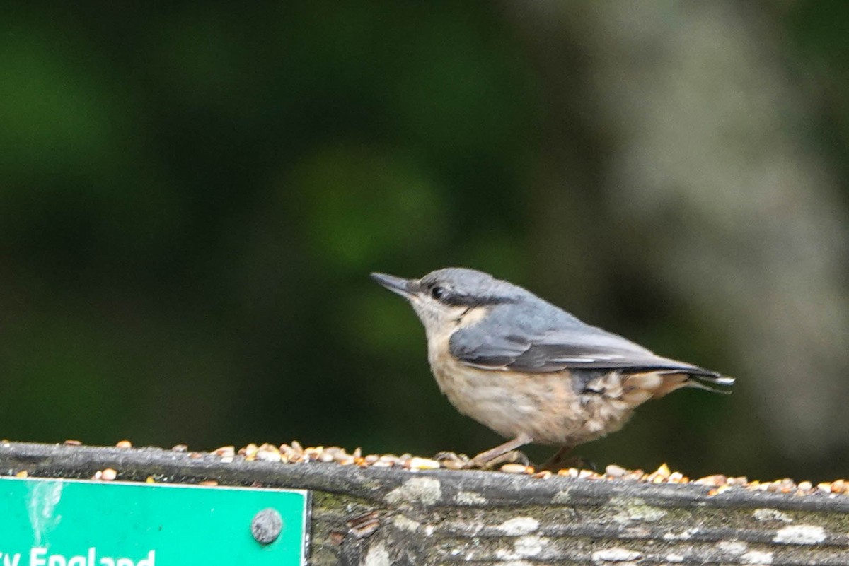 Eurasian Nuthatch - ML620598612