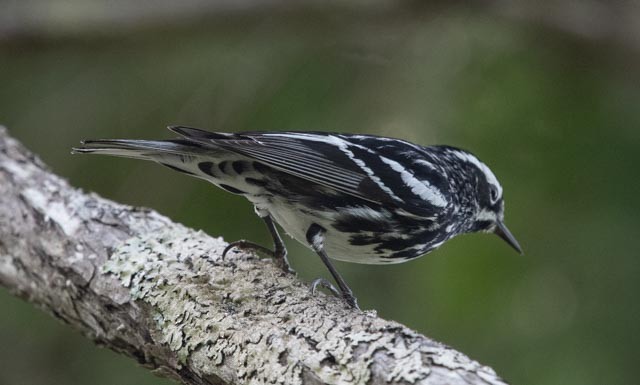 Black-and-white Warbler - ML620598625