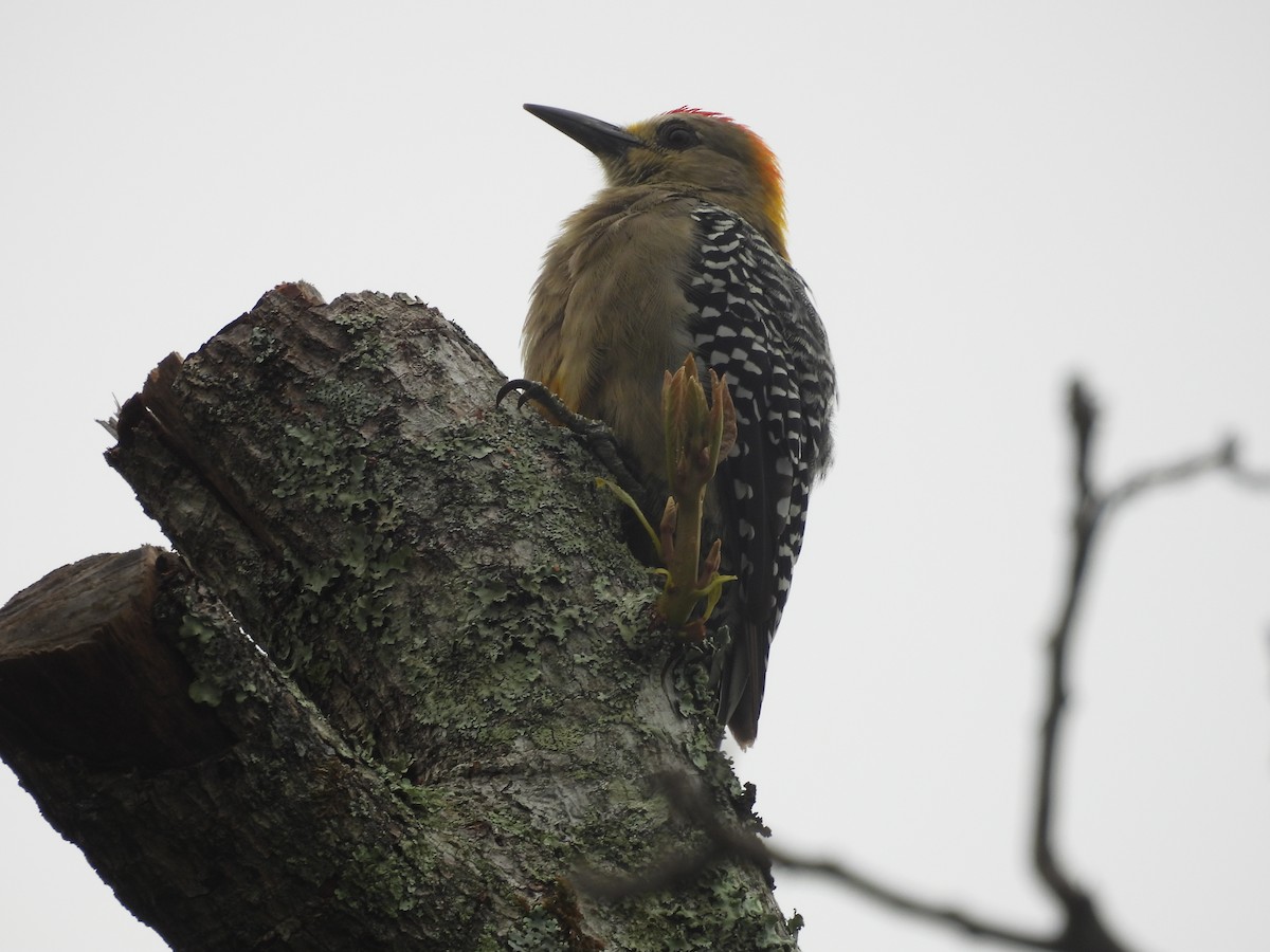 Hoffmann's Woodpecker - ML620598632