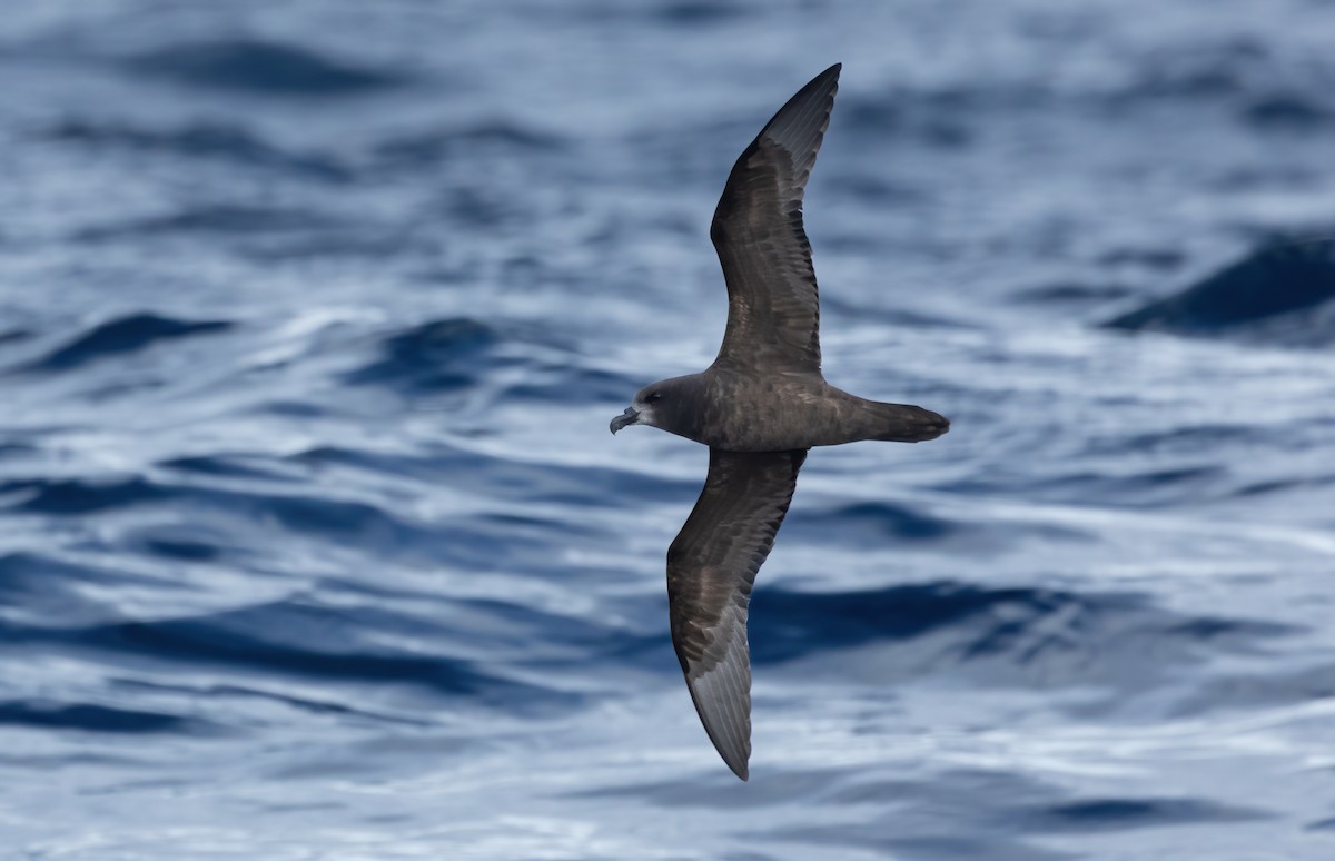 Gray-faced Petrel - ML620598633