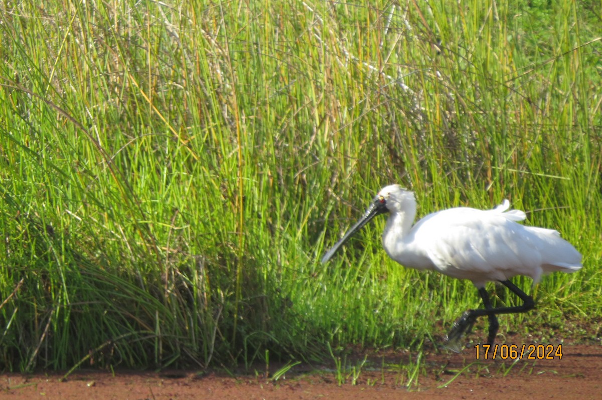 Royal Spoonbill - ML620598637