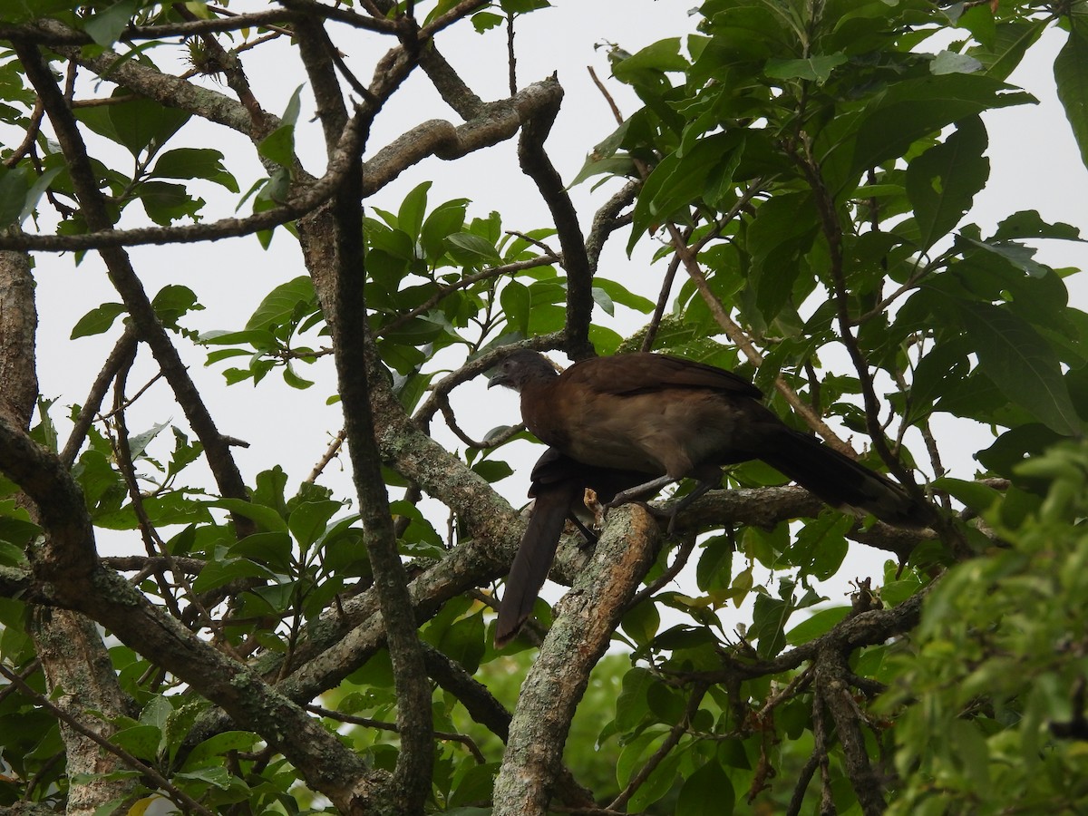 Crested Guan - ML620598638