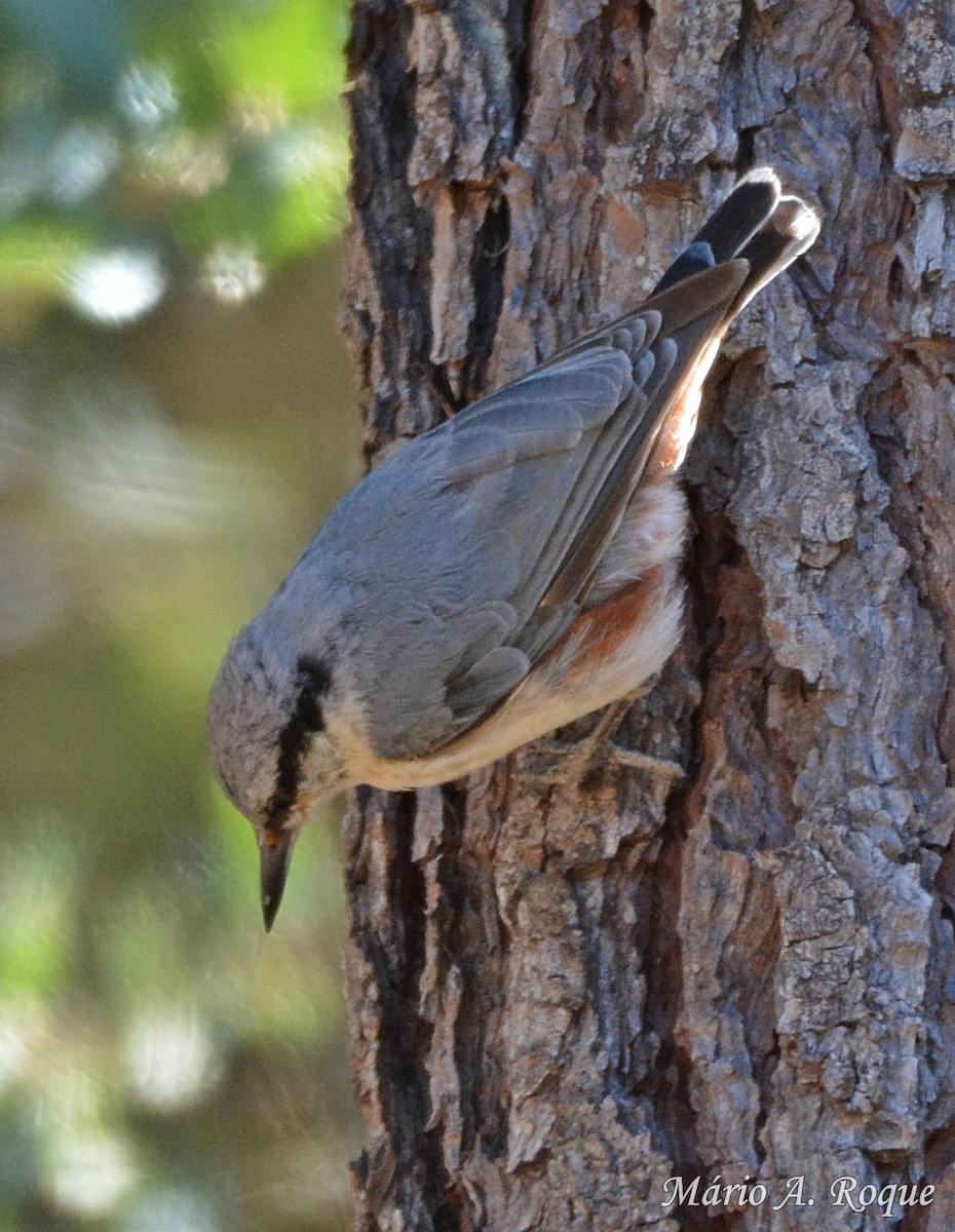 Eurasian Nuthatch - ML620598639