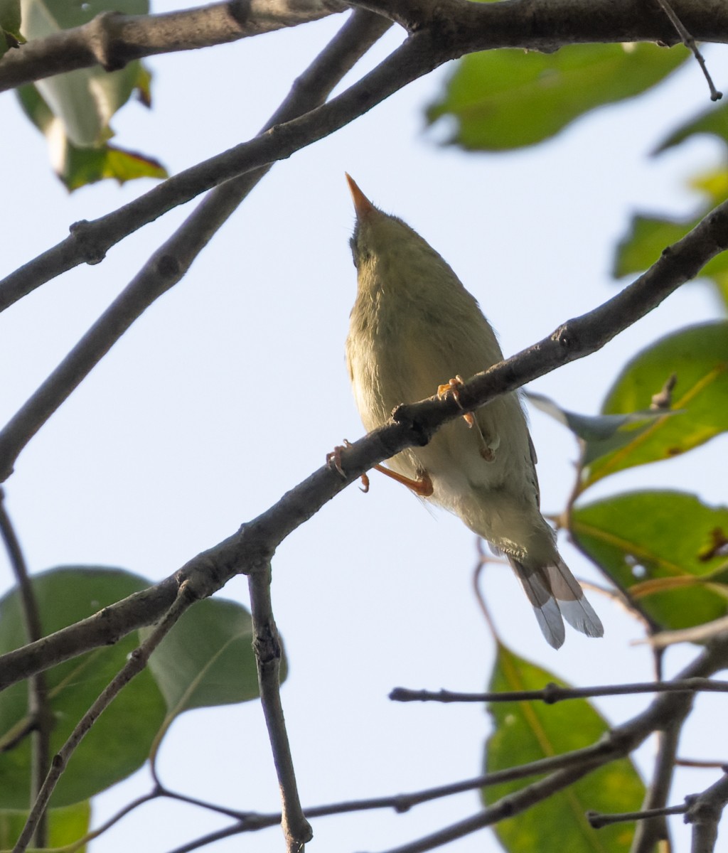 Green Warbler - ML620598640