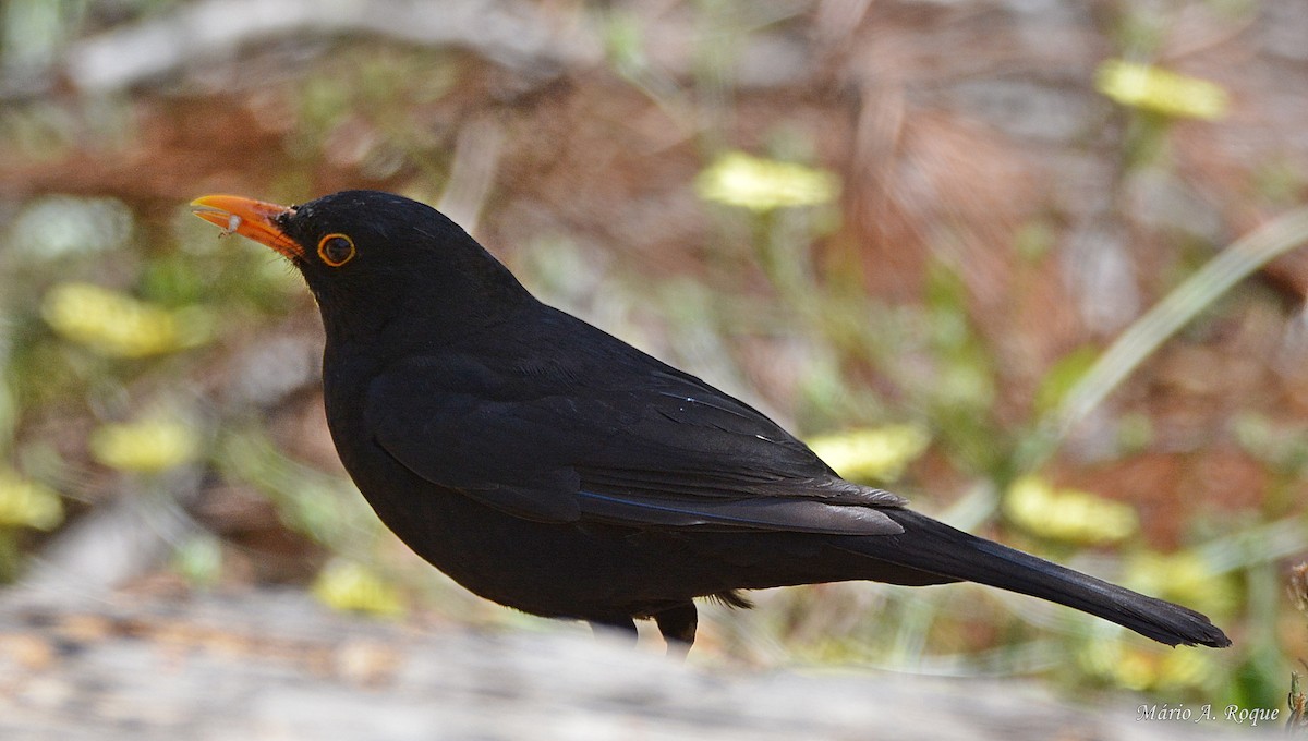 Eurasian Blackbird - ML620598656