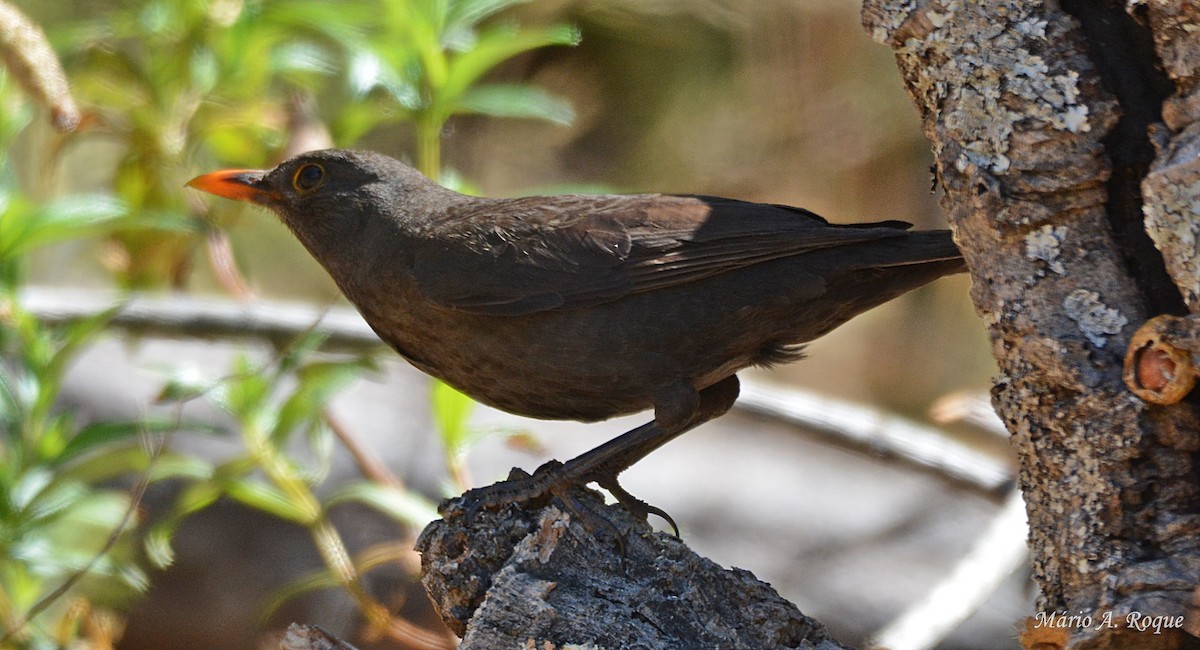 Eurasian Blackbird - Mário Roque