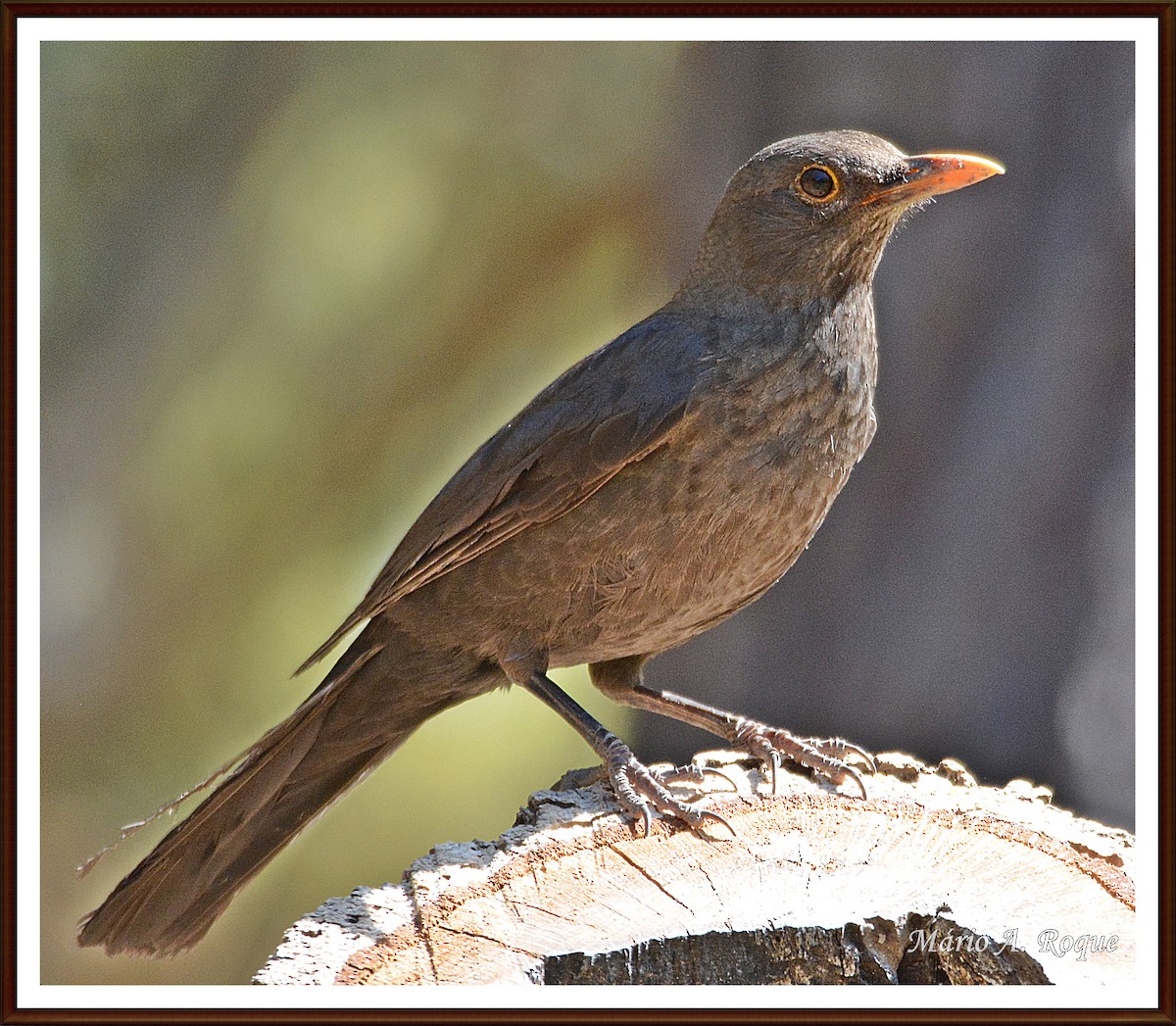 Eurasian Blackbird - ML620598658