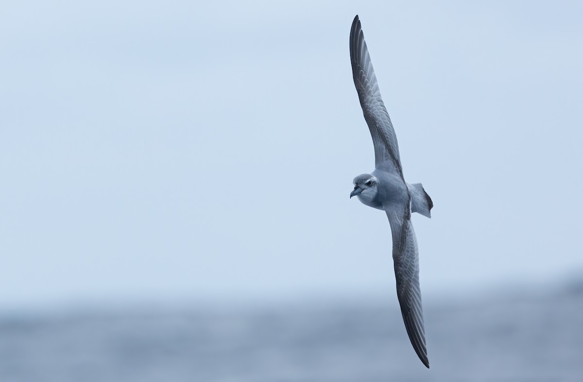 Antarctic Prion - ML620598659