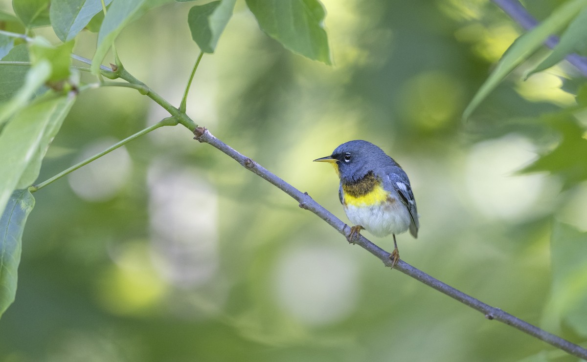 Northern Parula - John Dickson