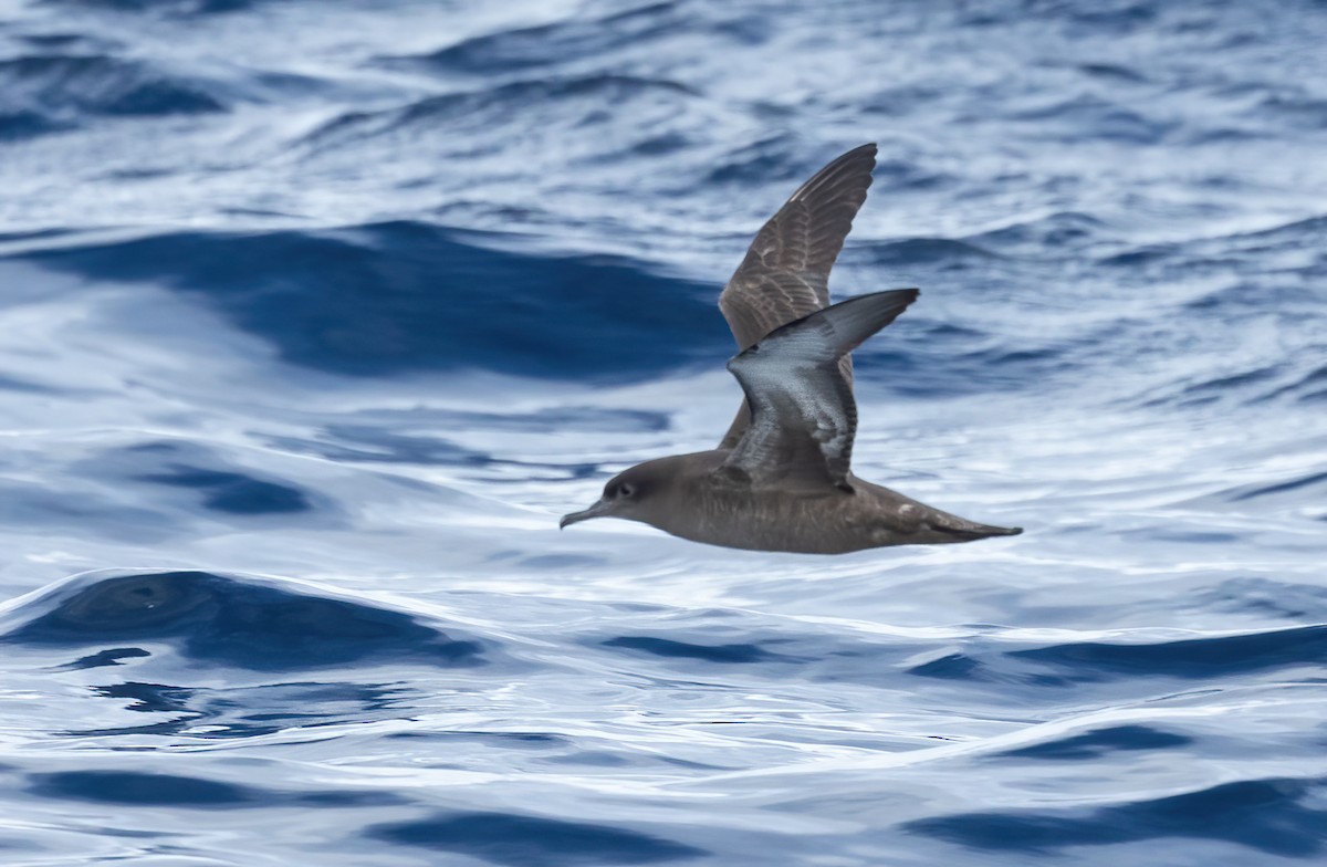 Sooty Shearwater - ML620598668