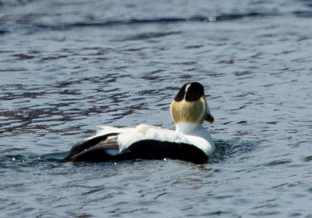 Common Eider - ML620598670