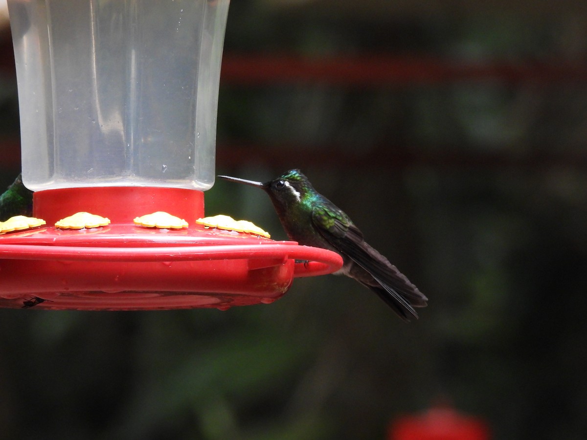 Colibrí Gorjipúrpura - ML620598674