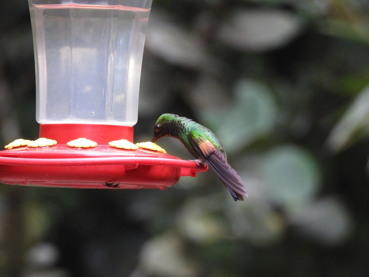 Stripe-tailed Hummingbird - ML620598692
